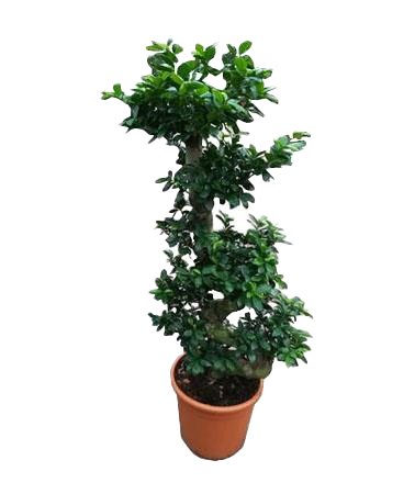  Бонсай фикус Микрокарпа