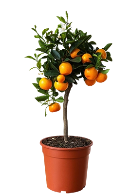 Цитрусовые растения