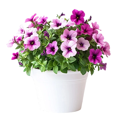 Цветущие растения